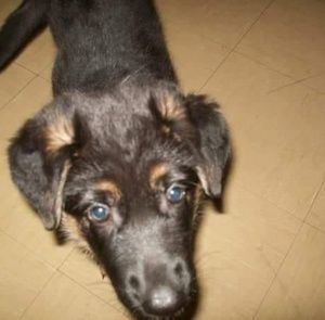 Meet your Posher, Daniel